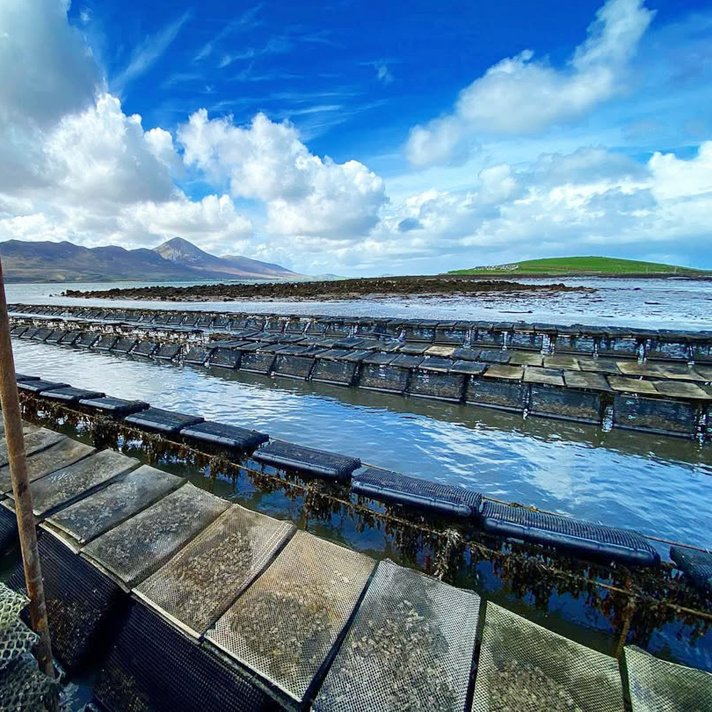 Oyster Aquaculture Floats