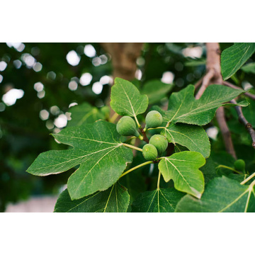 Fig Extract for Enhanced Gastrointestinal Health and Digestion