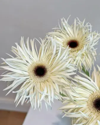 Standard chrysanthemum Silky Gerbera