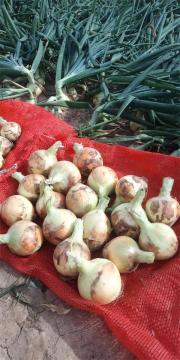 New Crop 2020 Fresh Yellow Onion