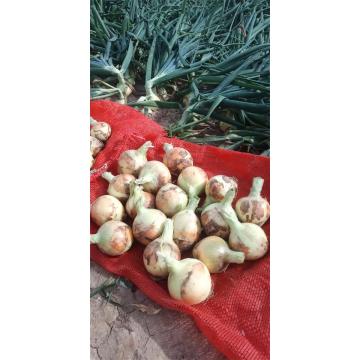 Nueva cosecha de cebolla amarilla fresca 2020