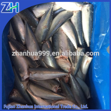 fish seafood frozen mackerel hgt canned fish