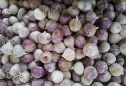 Fresh Solo Garlic Basket