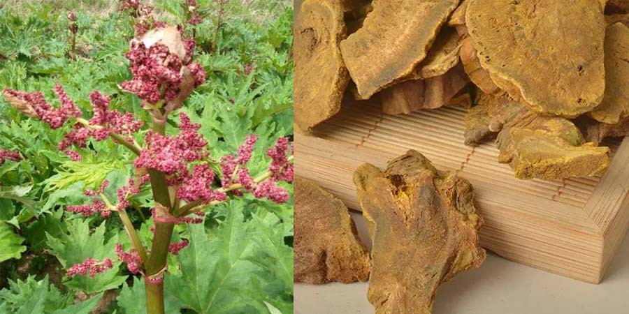 Rhubarb Extract (3)