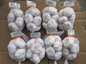 High Quality Normal Garlic Hot Sale