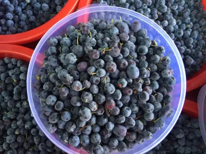 Chinese frozen blueberries price