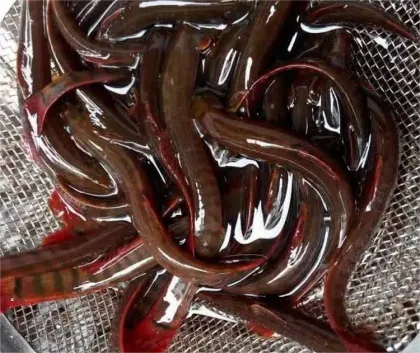 Floating Feed Configuration for Loach 320F