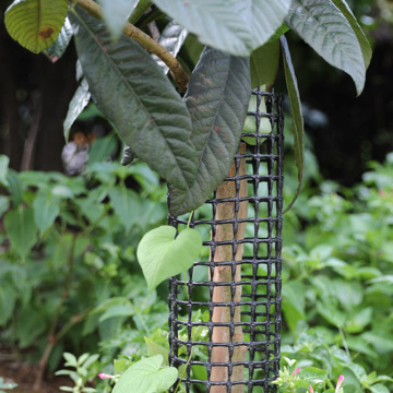 Filet de garde d&#39;arbre en plastique