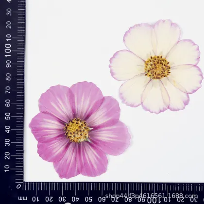 Cosmos Private Label Natural Dried Flowers for Crafts