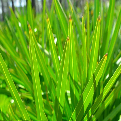 High Purity Saw Palmetto Extract Powder/Saw Palmetto Fruit Extract 25%-45%