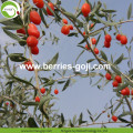 Fabrieksvoeding Fruit Droge natuurlijke Goji-bessen