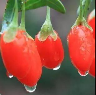 Goji aux baies séchées Goji bio