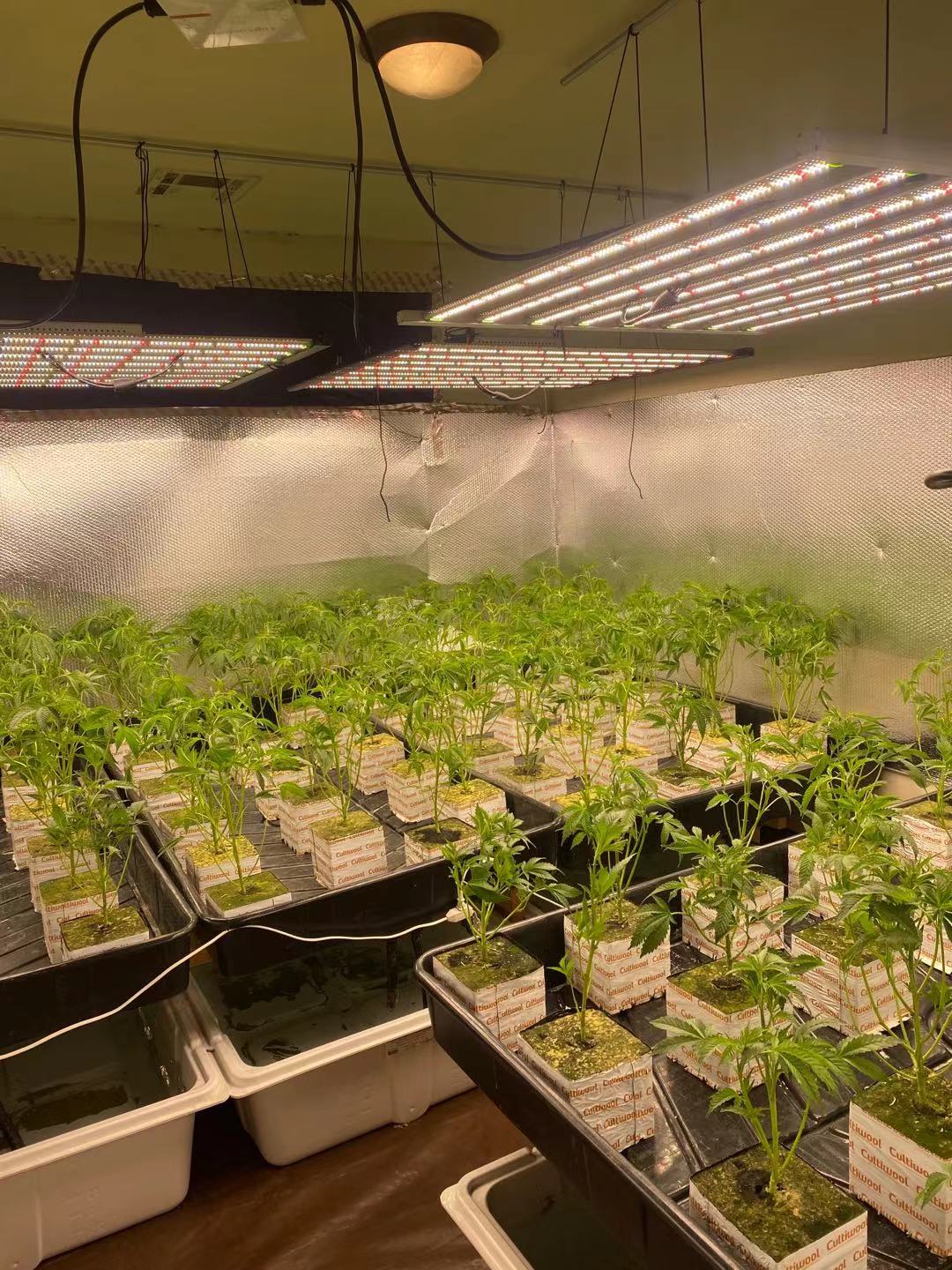 ZGL-LED-Grow-Light application2 ZGL-LED-Grow-Light application2