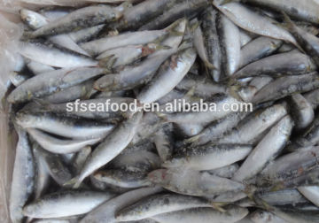 online store suppliers sardine fish