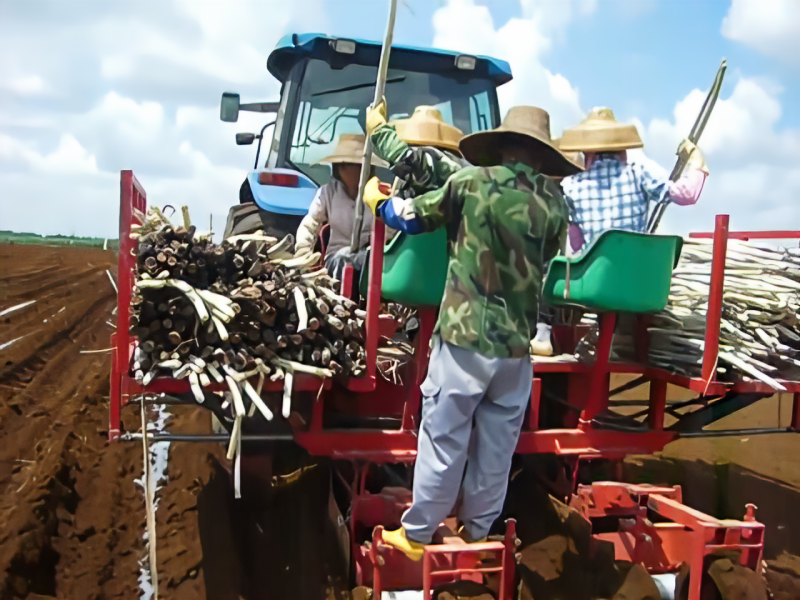 3ZPF-2 sugarcane cultivator