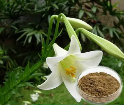 White Lily Bulb Extract Powder 10:1 White Lily