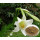 White Lily Bulb Extract Powder 10:1 White Lily