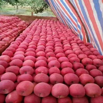 blush red fuji apples