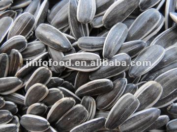 Sunflower Seeds 5009 new crop in 2013
