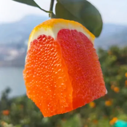 Chinese Orange Fresh Citrus Fruit Search Engine