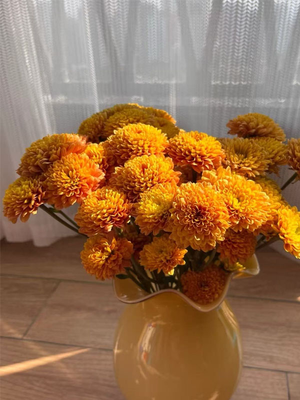 Orange Johnny Chrysanthemum4
