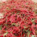 Sichuan millet pepper/pepper segment/dried pepper/red pepper