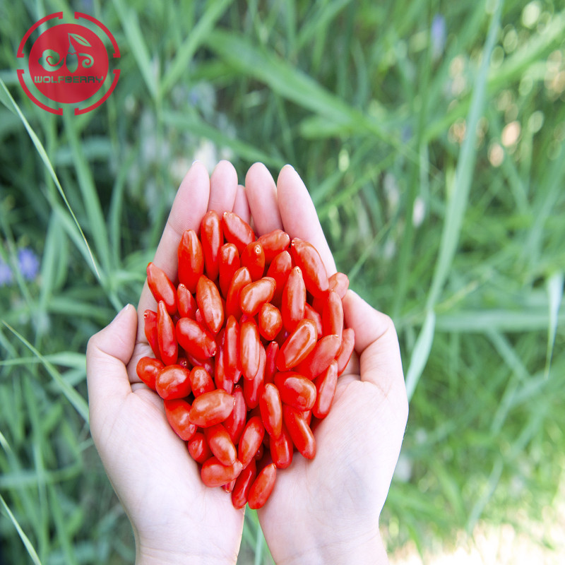 Goji orgânico bom para visão e olhos