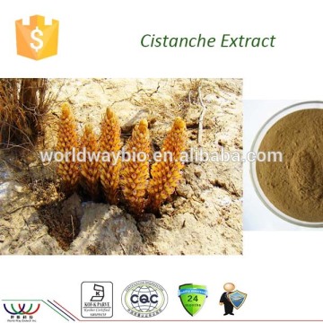 Sexual function enhancement Kosher FDA HACCP cGMP cistanche polyphenol cistanche extract powder cistanche powder                        
                                                Quality Choice