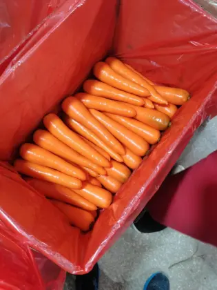 New Crop Fresh Carrot S Grade