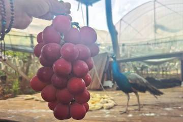 Fresh Nina Queen Table Grapes