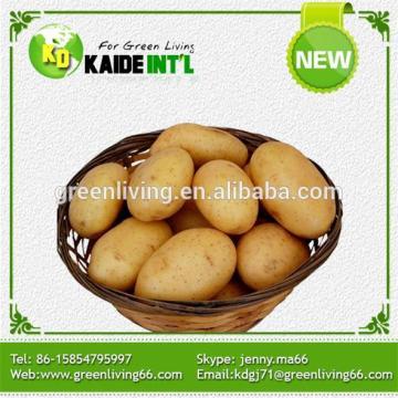 Fresh Chines Potato