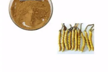 Cordyceps Sinensis Extract Cordycepin Powder Price
