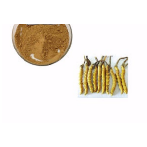 Cordyceps Sinensis Extract Cordycepin Powder Price