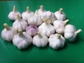 White Organic Garlics Wholesale
