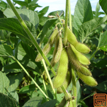 Extracto de soja isoflavonas de soya soluble en agua 5%
