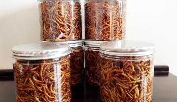 good protein dried mealworm