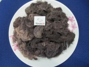 Gracilaria seaweed
