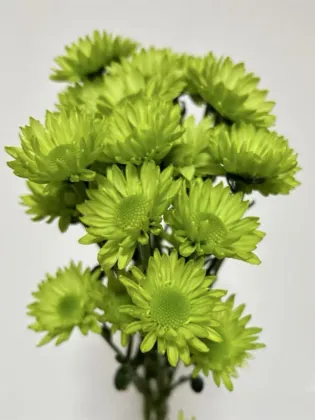 Spray chrysanthemum green elf
