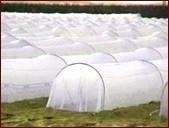 pp spunbonded nonwoven fabric for agriculture