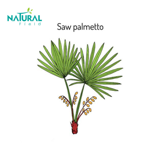 Hot selling maintain health blood vessels saw palmetto with top quality