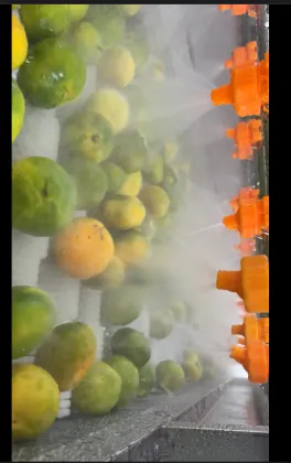Industrial Fruit Washing Machine Orange Washing Machine