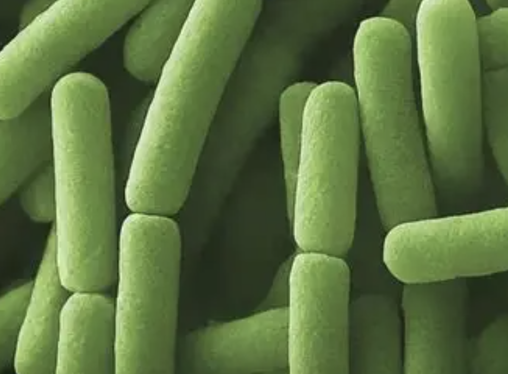 High Purity Bacillus Thuringiensis