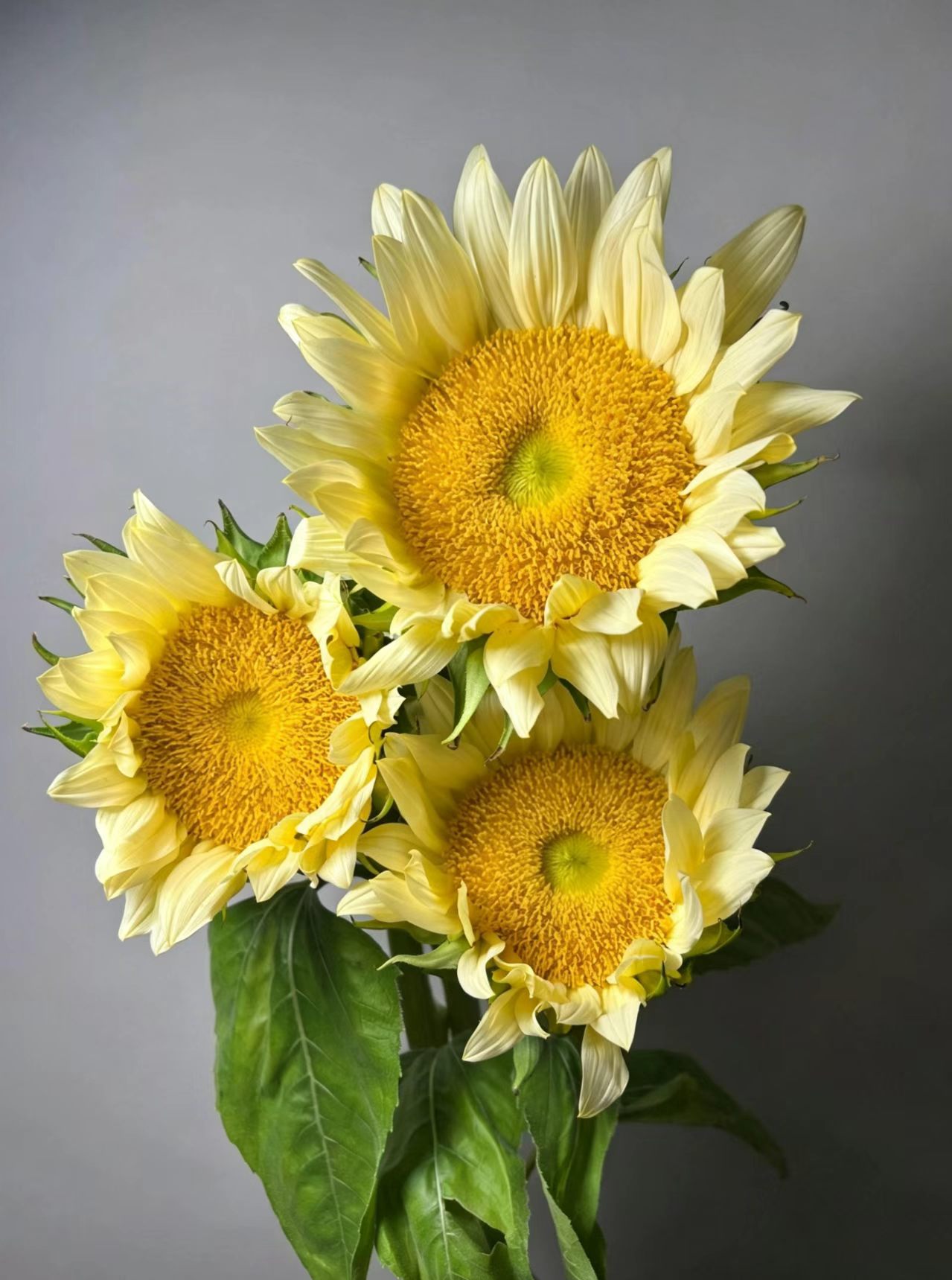 Cream Sunflower