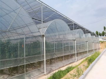 Functional Film Multi Span Greenhouse