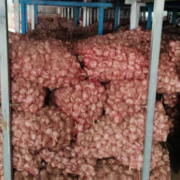 ثوم عالي الجودة للمطبخ المنزلي