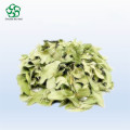 Dogbane Leaf Extract for Blood Lipids