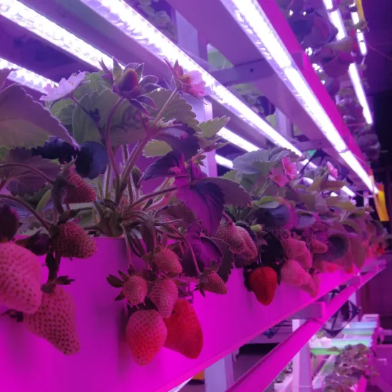 LED Grow Light Design for Hydroponic Container Germination