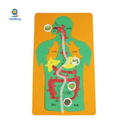 Small Production DIY Digestive System Jigsaw for Kindergarten Science Education