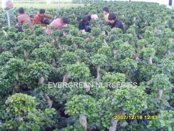 ficus strong 'S' shape