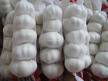 Fresh Garlic
